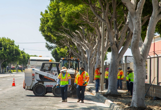 Public Works - Tree Maintenance